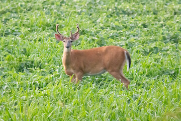 white tailed deer