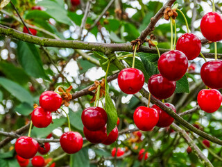 Juicy ripe red cherries on a branch in an orchard
