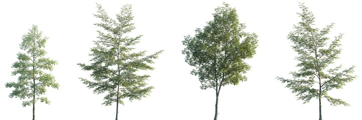 Set of Ulmus Carpinifolia and Ulmus x hollandica frontal set street trees isolated png on a transparent background perfectly cutout © Viktoria