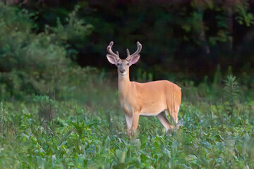 white tailed deer
