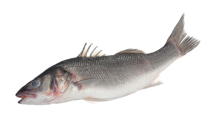 Fototapeta premium Fresh raw seabass fish isolated on white. Organic seafood