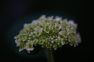 close up of a flower