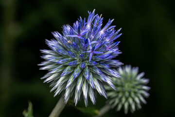 purple thistle flower
