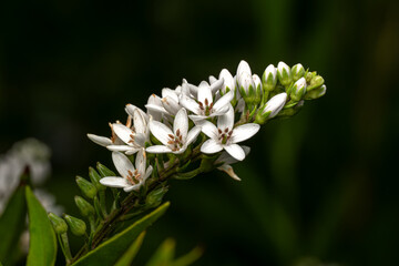 close up of a white flower