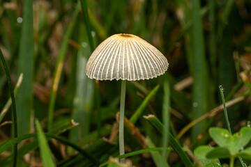 mushroom in the grass