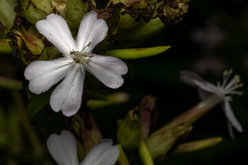 bee on flower