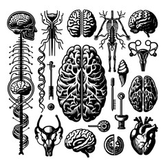 set of different types of flowers vector illustration