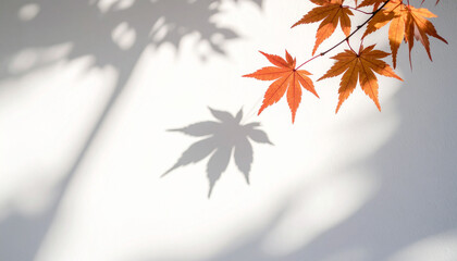 Shadow of momiji leaves on white background