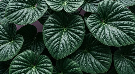 The Rhythmic Unfurling of Nature: A Close Look at Deeply Veined and Textured Green Leaves

