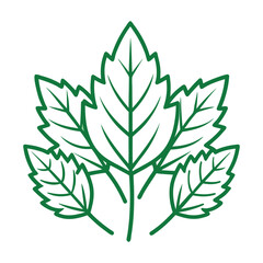 Green leaves with veins and serrated edges on a white background