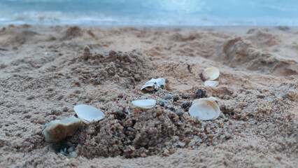 Close up of white seashell on sandy beach coast. peaceful and calm scene shows natural detail of sand and shell with ocean water in background creating tranquil mood