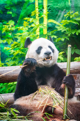 The Giant Panda Bear sits while eating a bamboo stalk