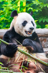 Obraz premium The Giant Panda Bear sits while eating a bamboo stalk