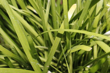 Obraz premium green grass with dew drops