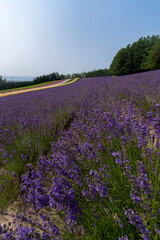 北海道　夏　富良野　美瑛　ファーム　富田　カラフル　四季彩の丘　ラベンダー　紫　　コスモス　花