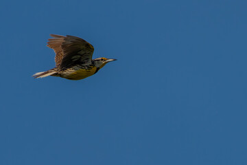 A meadowlark flying over a meadow
