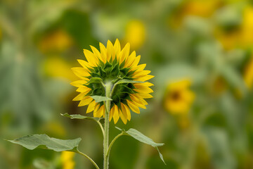 Looking at the back of a sunflower