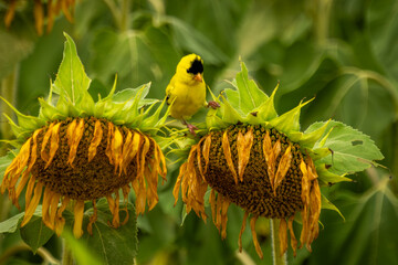 A male goldfinch perched on a sunflower