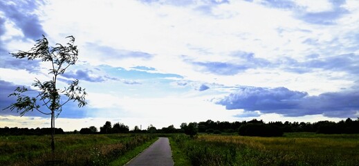 drzewo wiatr niebo chmury krajobraz © mobile