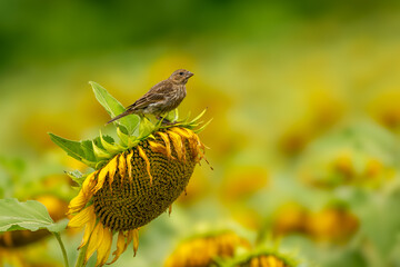 House finch perched on a sunflower