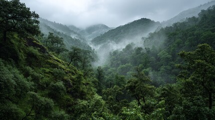 Lush green landscape during rainfall or mist in the forest