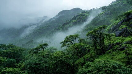 Lush green landscape during rainfall or mist in the forest