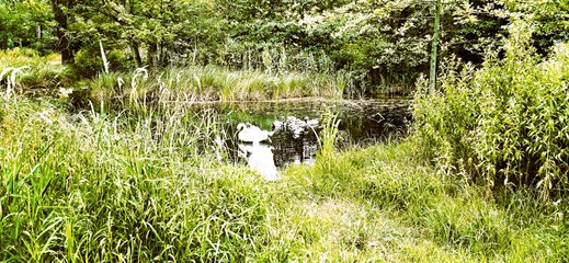 łabędzie w stawie schowane zielone tło © mobile