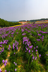 北海道　夏　富良野　美瑛　ファーム　　富田　カラフル　四季彩の丘　ラベンダー　紫　　コスモス　花