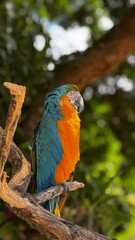 blue and yellow macaw