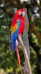 Red macaw