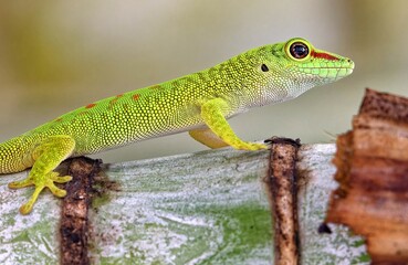 Nahaufnahme eines Madagaskar Taggeckos auf einem Palmenstamm