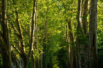 Fototapeta premium Baumallee im Sommer