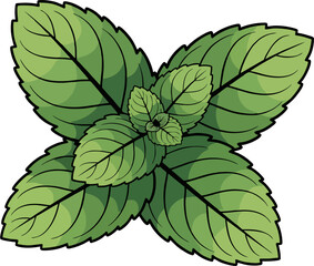 Realistic Vector Illustration of Fresh Peppermint Leaves with Detailed Veins and Soft Shading