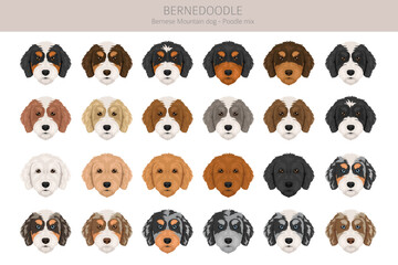 Obraz premium Bernedoodle dog mix clipart. All coat colors set. Bernese moountain dog poodle mix. Vector illustration