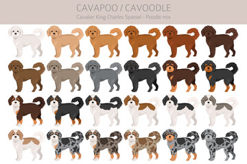 Cavapoo, Cavoodle clipart. Cavalier King Charles Spaniel Poodle mix. Different coat colors set.  Vector illustration