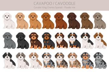 Cavapoo, Cavoodle clipart. Cavalier King Charles Spaniel Poodle mix. Different coat colors set.  Vector illustration