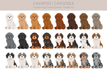 Cavapoo, Cavoodle clipart. Cavalier King Charles Spaniel Poodle mix. Different coat colors set.  Vector illustration