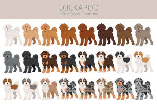 Cockapoo mix breed clipart. Cocker spaniel Poodle mix. All possible coat colors set. Vector illustration