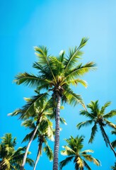 Tropical coconut palm tree canopy from a low angle view in summer.