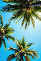 Tropical coconut palm tree canopy from a low angle view in summer.
