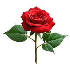 Single Red Rose Flower Stem