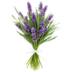 Fresh Lavender Bouquet Tied with Ribbon
