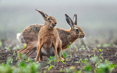 Two European hares on a spring field among sprouting plants &ndash; close-up