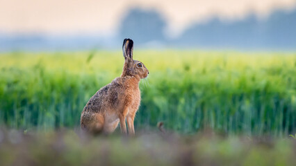 European hare in golden plant background &ndash; shallow depth of field