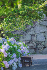 Delicate Hydrangeas in a Shaded Garden, Maizuru Park