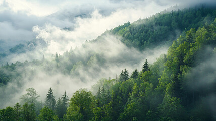 Serene morning mist flowing through dense pine forest in mountain landscape. Peaceful and atmospheric