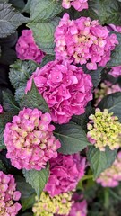 Floral background with vibrant petals and natural texture. Perfect for botanical design, romantic themes, and garden decor concepts.