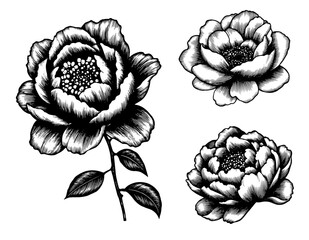 Fototapeta premium Peony flower illustrations in woodblock style in black and white for elegant floral design