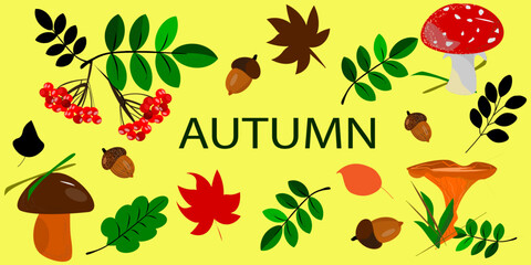 Autumn vector set of elements. Cozy autumn stickers. White mushroom, fly agaric, chanterelle mushroom, viburnum branch, acorns, various leaves. Inspiration, hello, autumn. Isolated background. 