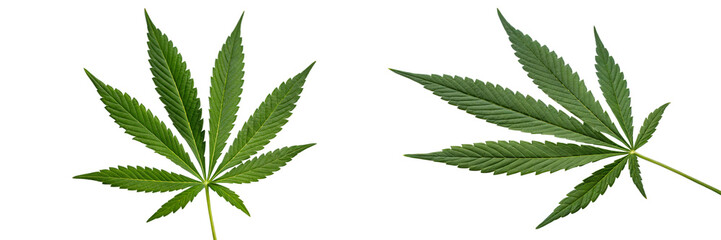 Close-Up of a Cannabis Leaf in Natural Light